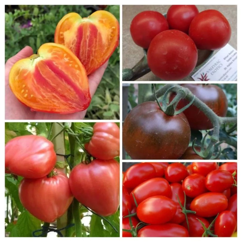 Orosz paradicsom magkeverék, Lycopersicum esculentum, paradicsom